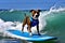 Surfing Pitbull