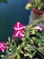 A surfinia flower plant