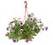 Surfinia flower pot flowers