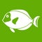 Surgeon fish icon green