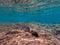 Surgeon fish or sohal tang fish (Acanthurus sohal) at the Red Sea coral reef