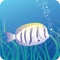 Surgeon fish under water