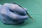 Surgeon holding micro surgical tool