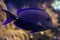 Surgeonfish