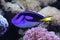 Surgeonfish Paracanthurus hepatus