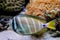 Surgeonfish swimming around corals, Fiji