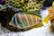 Surgeonfish swimming around corals, Fiji