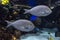Surgeonfish - tropical sea and ocean fish