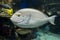 Surgeonfish - tropical sea and ocean fish