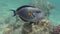 Surgeonfish Underwater