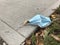 Surgical Mask, Litter, Trash On The Ground, COVID-19, Coronavirus, Rutherford, NJ, USA