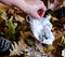 Surgical white mask thrown over dried leaves on the ground during the autumn epidemic