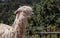 A Suri Alpaca in the Andes Mountains of Peru