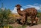 A Suri Alpaca in the Andes Mountains of Peru
