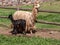 A Suri Alpaca in the Andes Mountains of Southern Peru