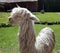 Suri Alpaca close-up in a farm in Peru