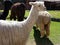 Suri Alpaca close-up in a farm in Peru