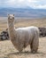 Suri Alpaca in Peru Highlands Andes Mountains