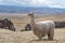 Suri Alpaca in Peru Highlands Andes Mountains
