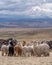 Suri Alpaca in Peru Highlands Andes Mountains