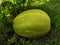 Suri cucumber plant that has fruited