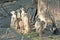 Suricata Meerkat suricatta