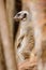 Suricata, a predatory mammal, the male sits on a rock and observes the surroundings