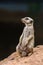 Suricata, a predatory mammal, the male sits on a rock and observes the surroundings