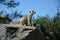 Suricata sitting on the rock stone