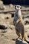 Suricata standing on a guard. Curious meerkat