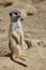 Suricata standing on a guard. Curious meerkat