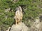 Suricata standing on a guard. Curious meerkat