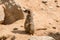 Suricata suricatta, also known as a Meerkat, standing atop a sandy landscape