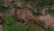 Suricata suricatta animal on green grass in summer dark day