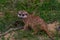 Suricata suricatta animal on green grass in summer dark day