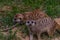Suricata suricatta animal on green grass in summer dark day