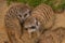 Suricata suricatta animal on green grass in summer dark day