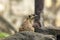 Suricata suricatta looking at something
