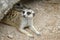 The Suricata suricatta or meerkat in cave