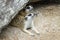 The Suricata suricatta or meerkat is sit down and rest in rock cave on sand floor