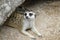 The Suricata suricatta or meerkat is sit down and rest in rock cave on sand floor
