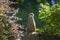 Suricata suricatta - Meerkat sitting on a stone with his back to us and his head turned back. He sits between two deciduous bushes