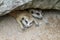 The Suricata suricatta or meerkat sleep in cave