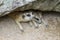 The Suricata suricatta or meerkat sleep in rock cave