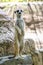 The Suricata suricatta or meerkat stand up on the rock