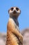 Suricate