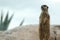 Suricate