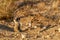 Suricate desert animal namibia africa