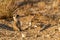 Suricate desert animal namibia africa