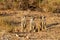 Suricate desert animal namibia africa